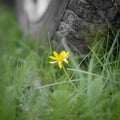 Small yellow flower under big car wheel Royalty Free Stock Photo