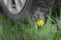 Small yellow flower under big car wheel Royalty Free Stock Photo
