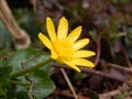Small yellow flower on the way Royalty Free Stock Photo