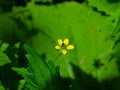 Small yellow flower of wood avens or geum urbanum with bug close-up, selective focus, shallow DOF Royalty Free Stock Photo