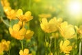 Small yellow flowers