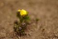 Small yellow flowers adonis vernalis grow in the soil outdoor