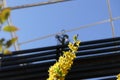 Small yellow flowers against a pedestrian bridge and a bright blue sky. Royalty Free Stock Photo