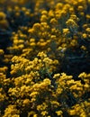 Small yellow flowers of aurinia saxatilis in the spring time