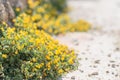 Small yellow flowers and a bee on the rocky sea coast in Rodos, Greece Royalty Free Stock Photo