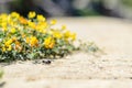 Small yellow flowers and a bee on the rocky sea coast in Rodos, Greece Royalty Free Stock Photo