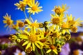 Small, yellow flowers of the blooming Jacobaea vulgaris during the summer in a meadow