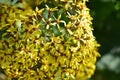 Small yellow flowers. Blooming spring plant Royalty Free Stock Photo