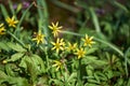 Small yellow flowers called Gagea lutea flowering in spring forest Royalty Free Stock Photo