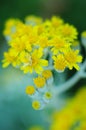 Small yellow flowers close-up, blurred Royalty Free Stock Photo