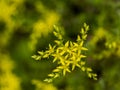 Small, yellow flowers Royalty Free Stock Photo