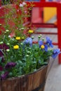 Small yellow flowers among colorful flowers in dark brown round wooden barrels.On a colorful background