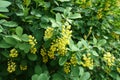 Small yellow flowers of barberry in spring