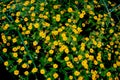 Small yellow flowers, field marigold or Mexican sunflowers