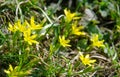 Small yellow flowers of Gagea minima. Spring sunny day Royalty Free Stock Photo