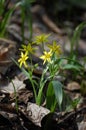 Small,yellow flowers of gagea pratensis