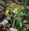 Small,yellow flowers of gagea pratensis