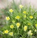 Small yellow flowers grass Royalty Free Stock Photo
