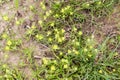 Small yellow flowers grass Royalty Free Stock Photo