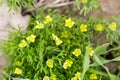 Small yellow flowers grass Royalty Free Stock Photo