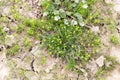 Small yellow flowers grass Royalty Free Stock Photo