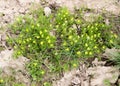 Small yellow flowers grass Royalty Free Stock Photo