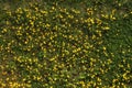 Small yellow flowers and green grass. dandelions, top view. Royalty Free Stock Photo