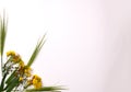 Small yellow flowers and green wheat heads on white background Royalty Free Stock Photo