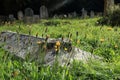 Small yellow flowers grow in old graveyard Royalty Free Stock Photo