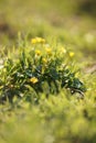 Small yellow flowers grow in a spring sunny garden. Marsh marigold flower bush Royalty Free Stock Photo