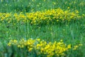 small yellow flowers growing in a bunch through grass stalks