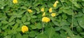 small yellow flowers growing among green leaves
