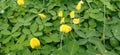 small yellow flowers growing among green leaves very beauty