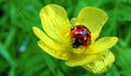 Small yellow flowers and ladybug Royalty Free Stock Photo