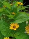 small yellow flowers like sunflowers