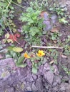 Small yellow flowers. Little petals and long green leaves. Greenery - leaves strawberries, grass and black land. Autumn day. Royalty Free Stock Photo