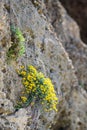 Small yellow flowers on the rocky sea coast in Rodos, Greece Royalty Free Stock Photo