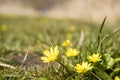 Small yellow flowers on spring field Royalty Free Stock Photo