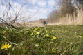 Small yellow flowers on spring field Royalty Free Stock Photo