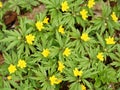 Spring background of small yellow flowers and green pointed leaves Royalty Free Stock Photo