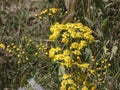 Small yellow flowers in spring Royalty Free Stock Photo