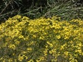 Small yellow flowers in spring Royalty Free Stock Photo