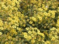 Small yellow flowers in spring Royalty Free Stock Photo