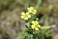 Small yellow flowers on a stalk in a field Royalty Free Stock Photo