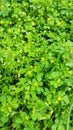 Small yellow flowers in summer after the rain.