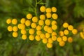 Flowers tansy close-up.