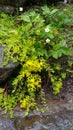 Small yellow flowing mountain flowers