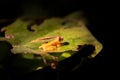 Small Yellow Frog Royalty Free Stock Photo