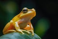 Yellow Frog on Green Leaf Royalty Free Stock Photo