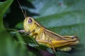 Small yellow grasshopper